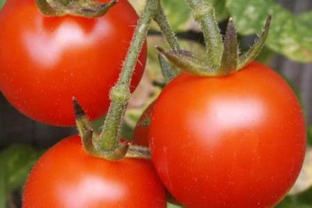 Wie man gefährliche Tomaten erkennt